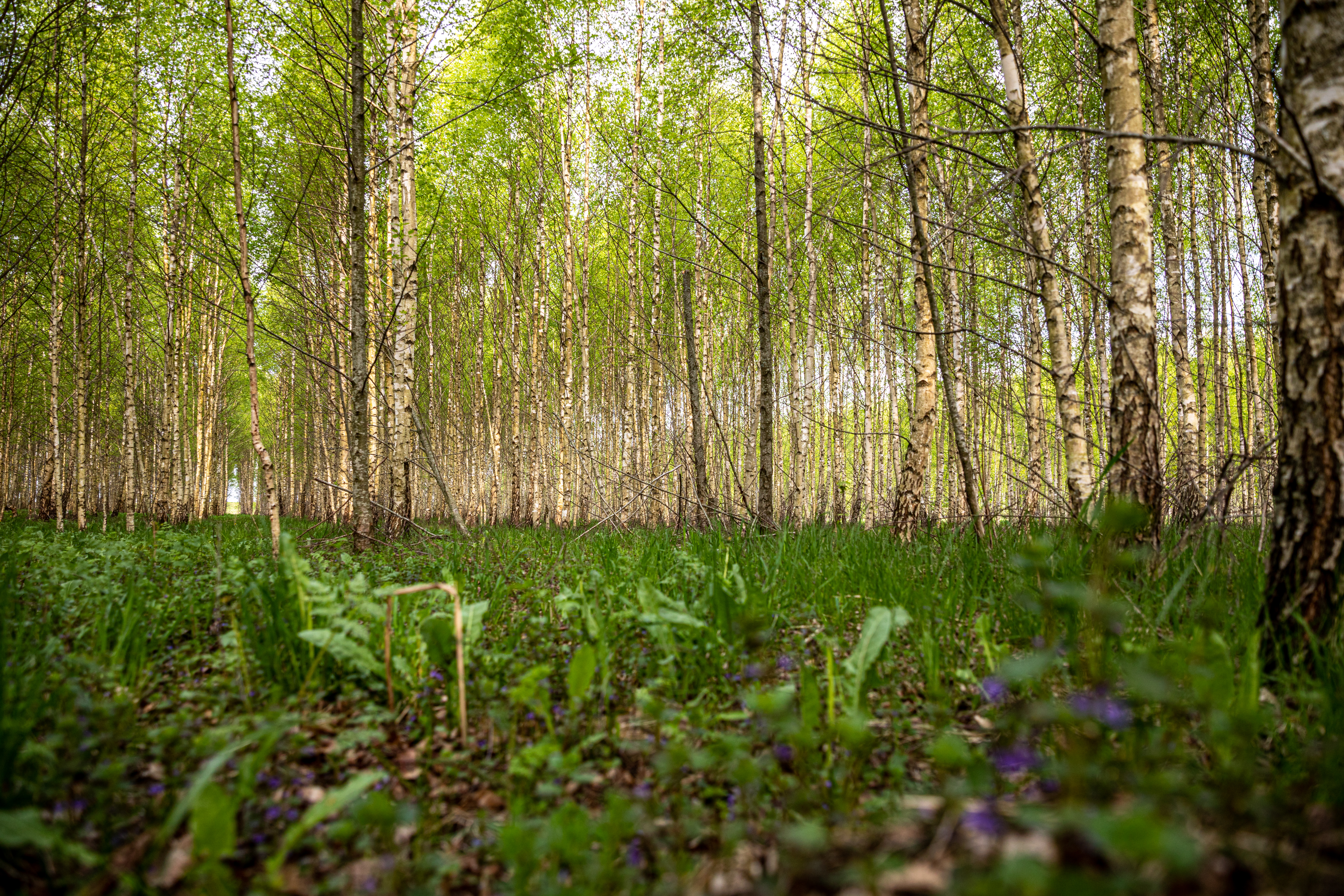 Lithuanian Forest